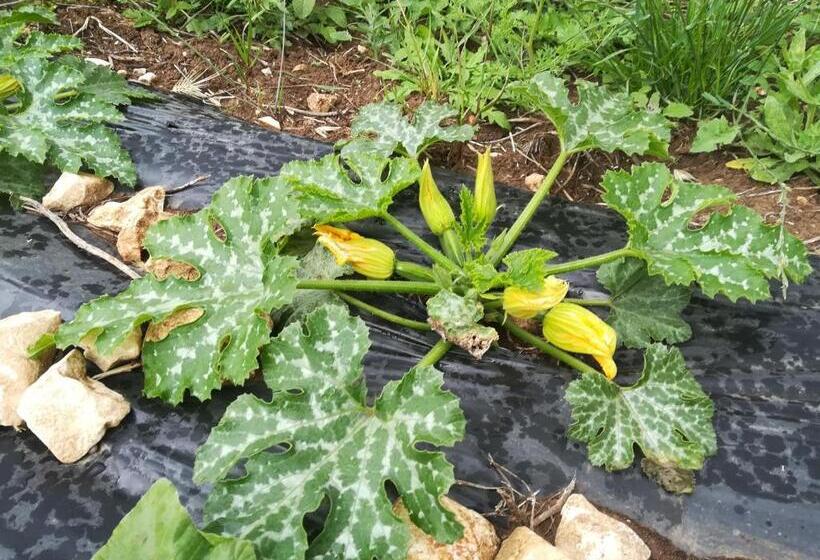 בית מלון כפרי Tenuta Tedone Consolini