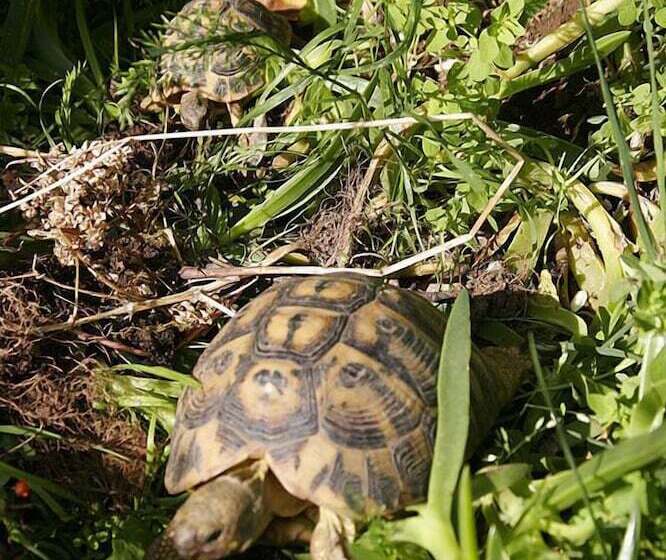 Сельский отель Villino Il Corbezzolo A Casa Conti Di Sotto