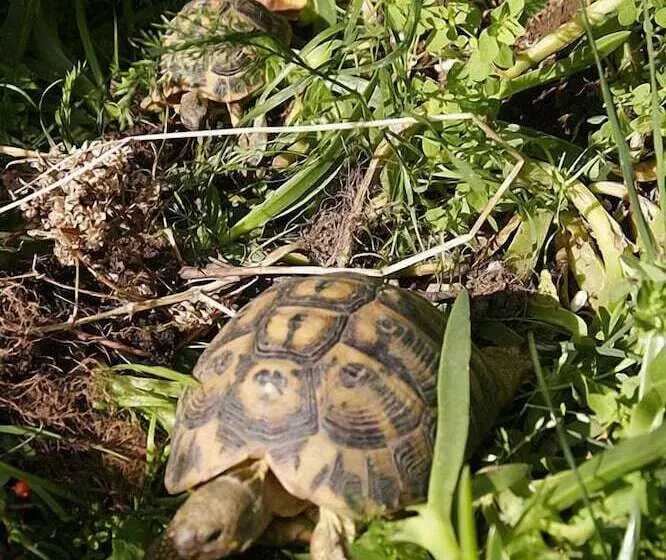 Maaseutuhotelli Villino Il Corbezzolo A Casa Conti Di Sotto