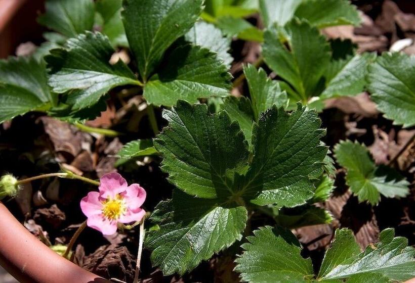 Сельский отель Villino Il Corbezzolo A Casa Conti Di Sotto
