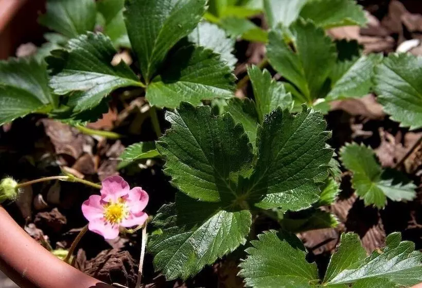 Maaseutuhotelli Villino Il Corbezzolo A Casa Conti Di Sotto
