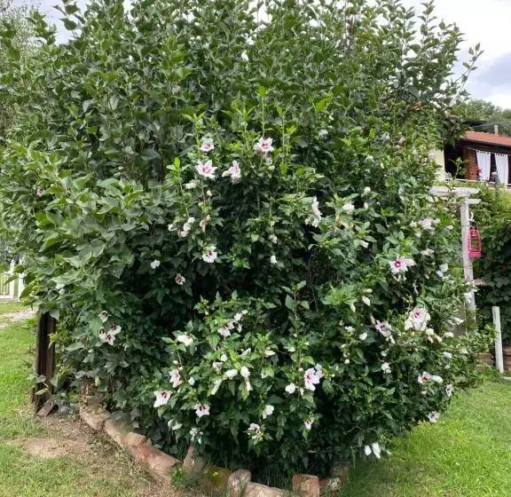 Aamiaismajoitus (B&B) Oca Carolina