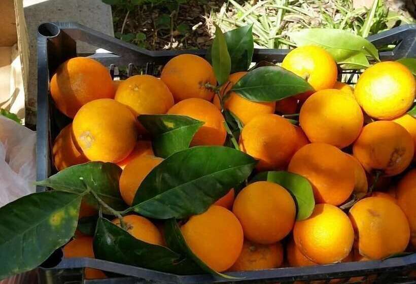 بنسيون Villino L Aranceto Sorrentino