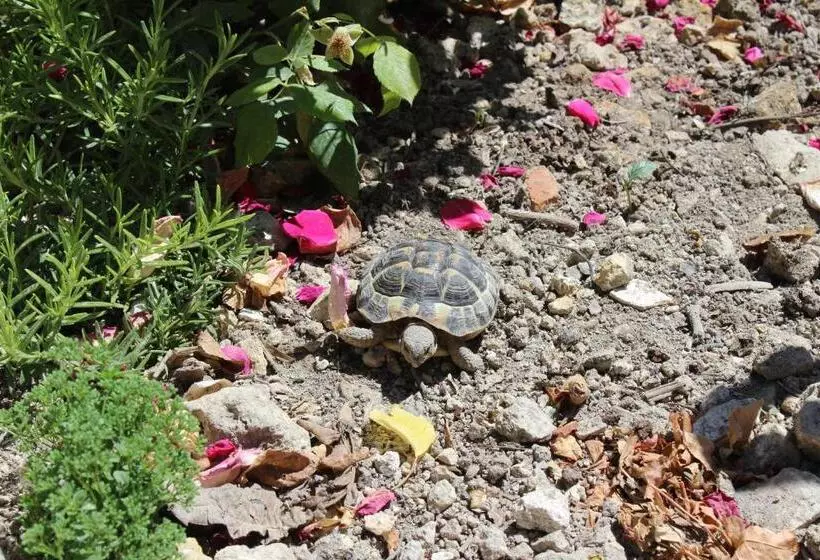 Al Qatta Bed & Breakfast