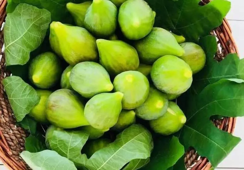 Aamiaismajoitus (B&B) Shanti