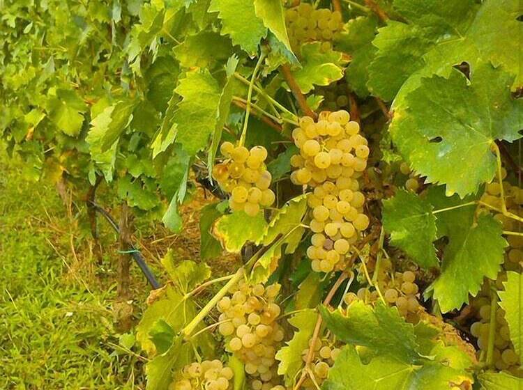 B&b Il Vigneto Tuscania