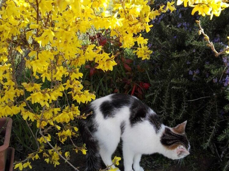 B&b Il Vigneto Tuscania