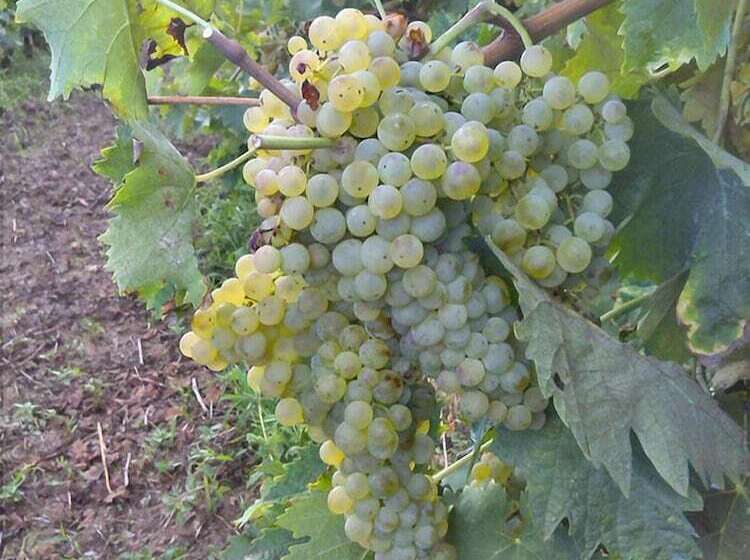 B&b Il Vigneto Tuscania