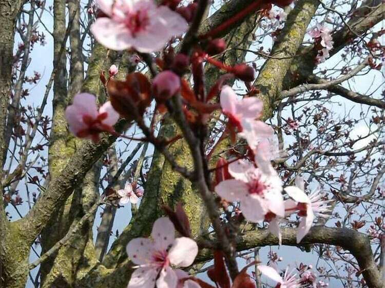 B&b Il Vigneto Tuscania