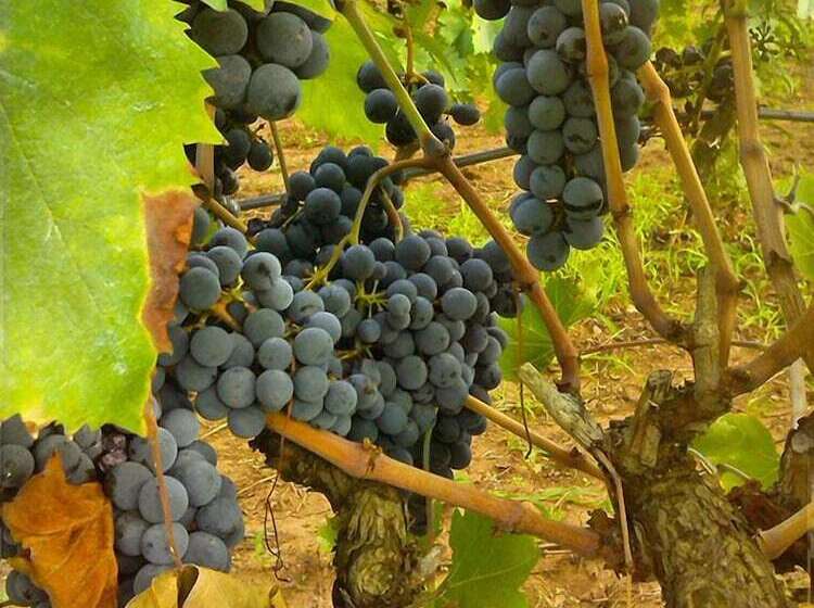 B&b Il Vigneto Tuscania