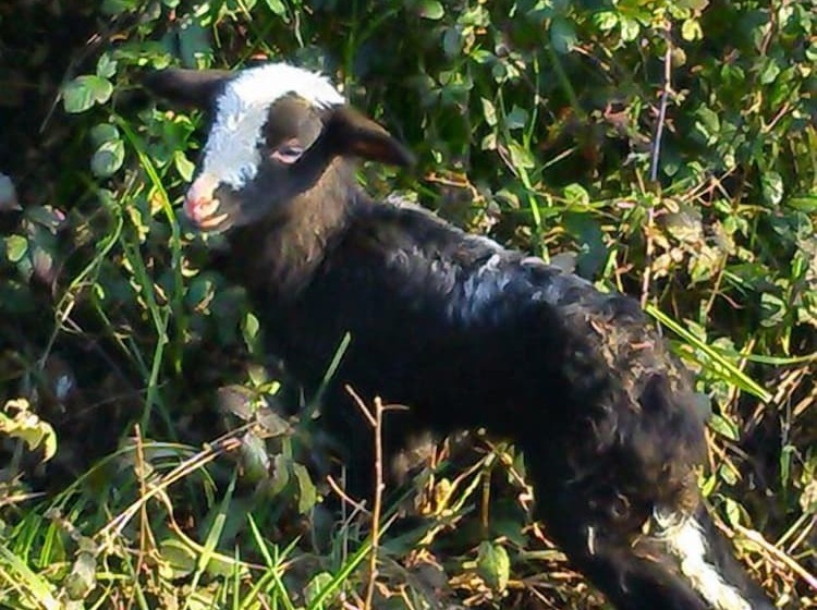 B&b Il Vigneto Tuscania
