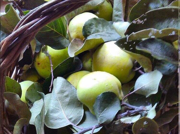 B&b Il Vigneto Tuscania