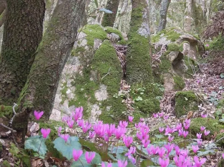 Aamiaismajoitus (B&B) Casa Solotti