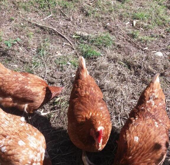 בית מלון כפרי Agriturismo Cà Del Lupo