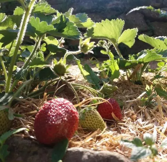 田舎風ホテル Agriturismo Cà Del Lupo