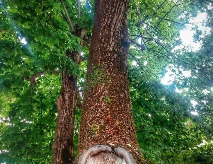 Aamiaismajoitus (B&B) Borgo Acque Romane