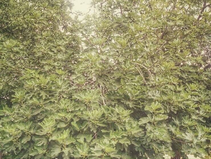 민박 Borgo Acque Romane