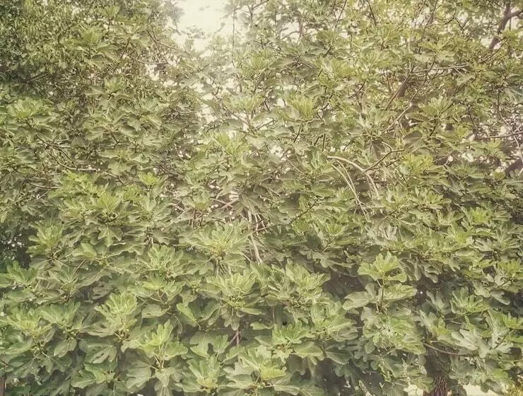 Aamiaismajoitus (B&B) Borgo Acque Romane