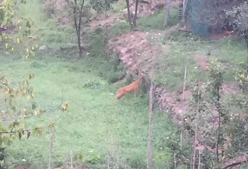 ベッドアンドブレックファースト Il Capriolo  Bed&breakfast