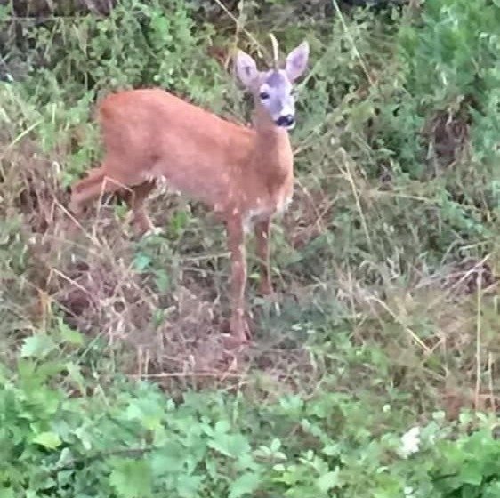 ベッドアンドブレックファースト Il Capriolo  Bed&breakfast