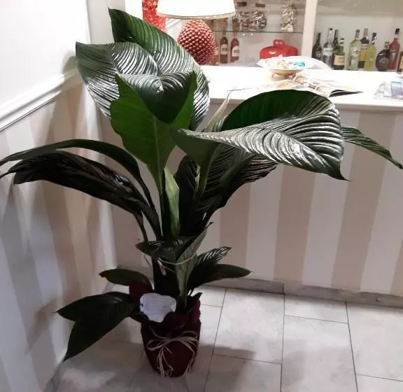 ペンション A Casa Di Simona