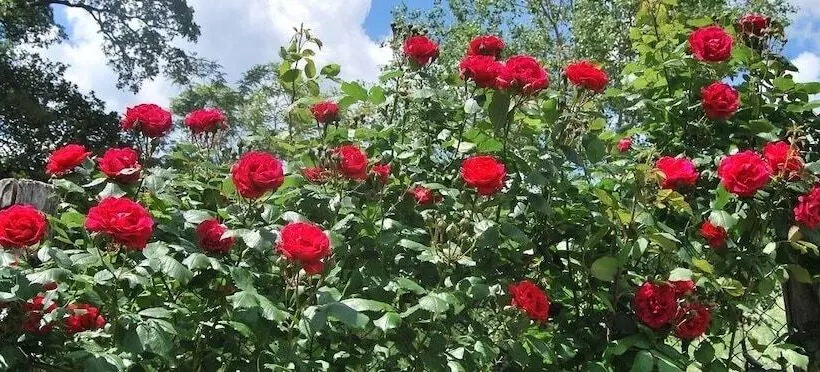 田舎風ホテル Il Quercione