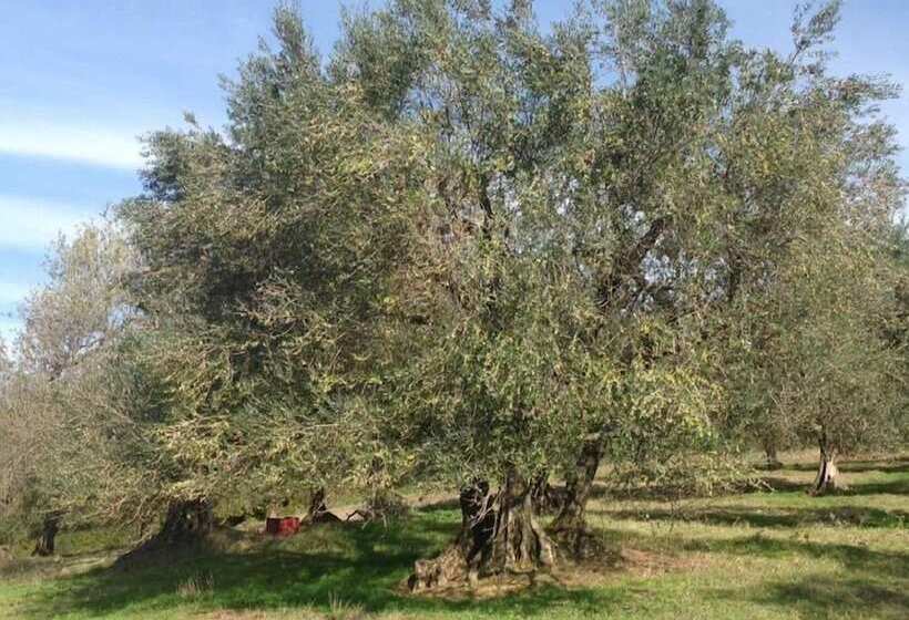 בית מלון כפרי Bio Agriturismo Il Cavone