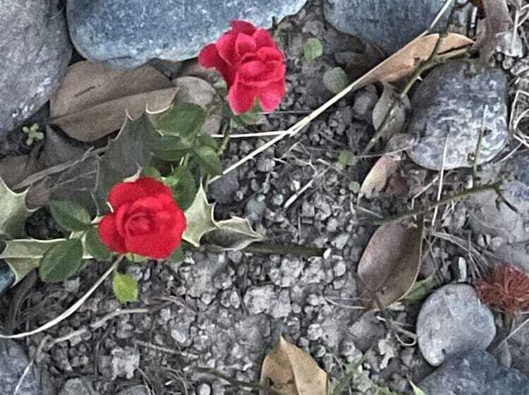 Casa T Bed And Breakfast & Home Restaurant Di Tacchino Simone