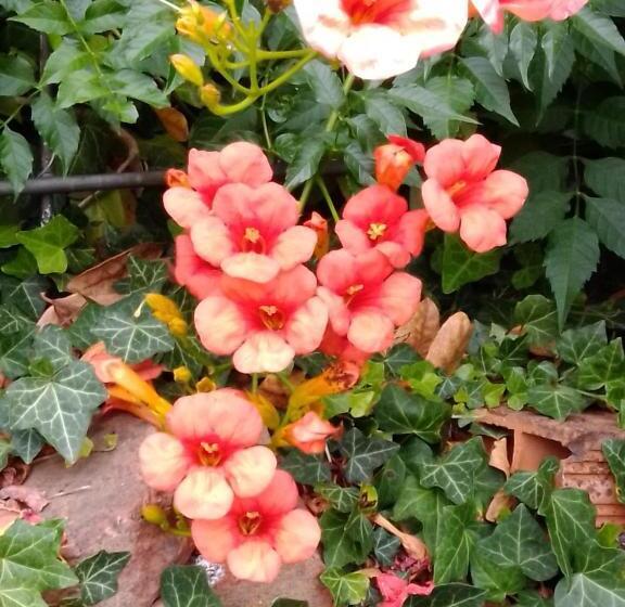 Casa T Bed And Breakfast & Home Restaurant Di Tacchino Simone