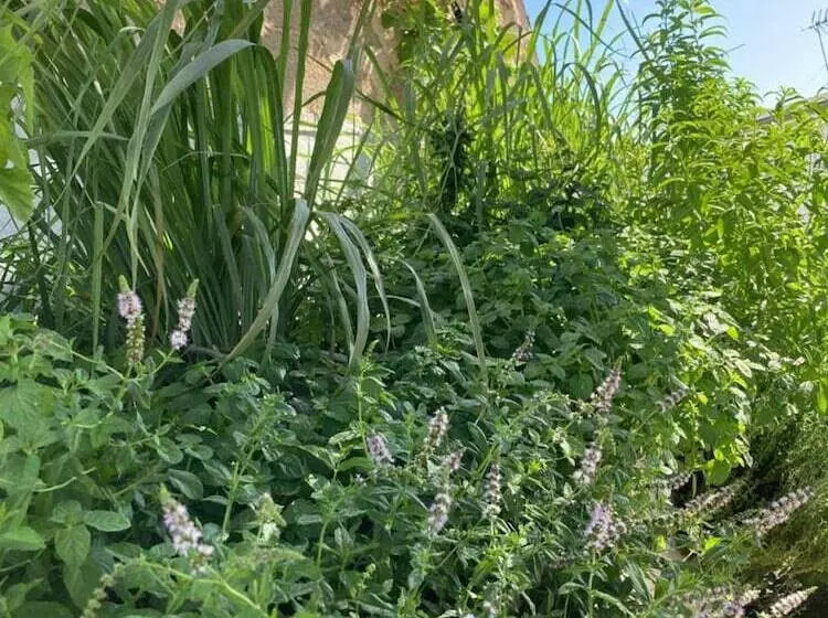 Majatalo Corte Baracca B&b Suite