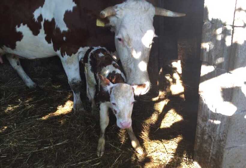 فندق ريفى Maso Fiorini