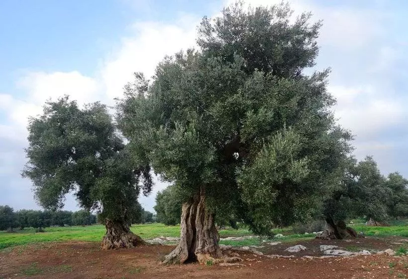 田舎風ホテル Masseria Capece