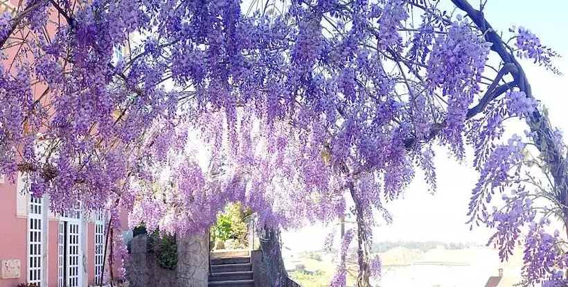 בית מלון כפרי Alegre   Bussaco Boutique