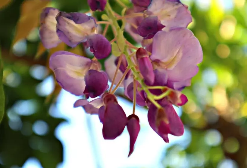 בית מלון כפרי Alegre   Bussaco Boutique