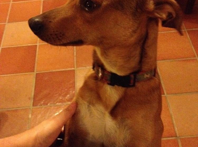 Сельский отель Agriturismo Oliveta