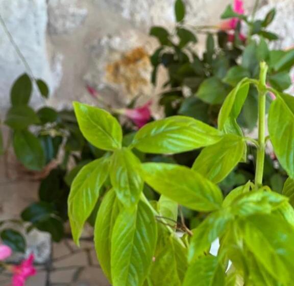 B&b Casale Pietrantica Tropea