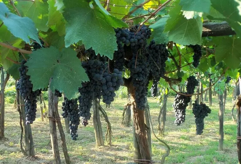 田舎風ホテル Agriturismo A Veggia Vigna