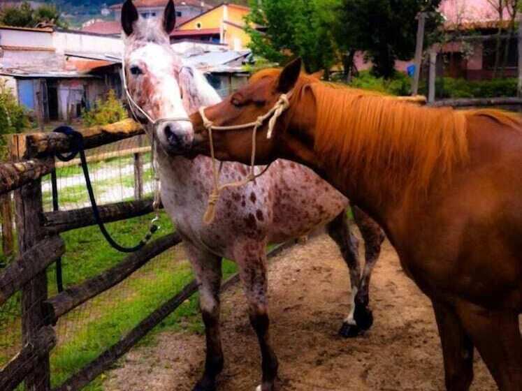 田舎風ホテル B&b Home Holiday Villa Delle Acacie Agriturismo