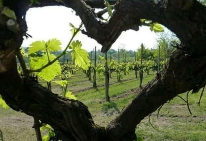 בית מלון כפרי Agriturismo Boschetto Di Montiano