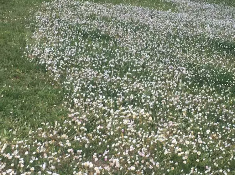 ペンション Guest House Le Acacie