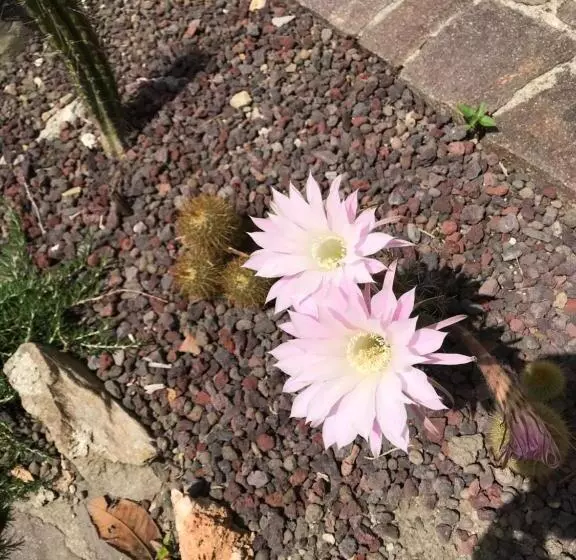 تختخواب و صبحانه B.e.a. Maison