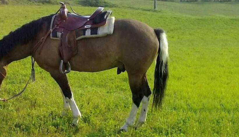 هتل روستایی Ore Felici Park