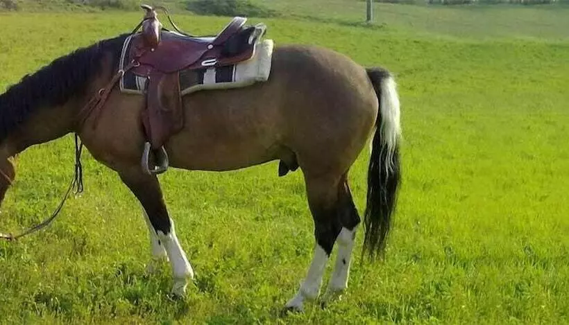 Maaseutuhotelli Ore Felici Park