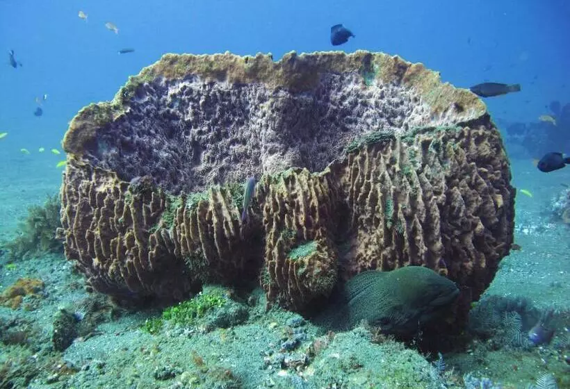 Majatalo La Bila Dive Resort Amed