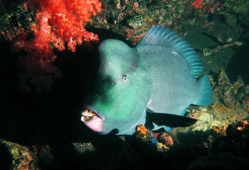 ペンション La Bila Dive Resort Amed