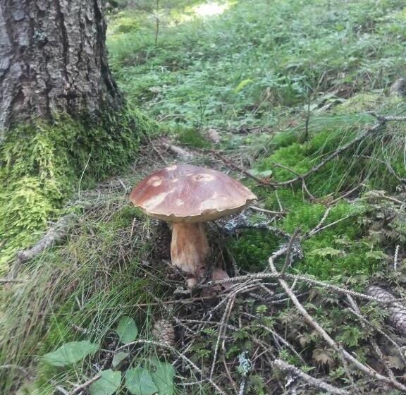 Отель Tirol Natural Idyll