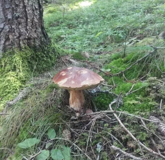 Hotelli Tirol Natural Idyll