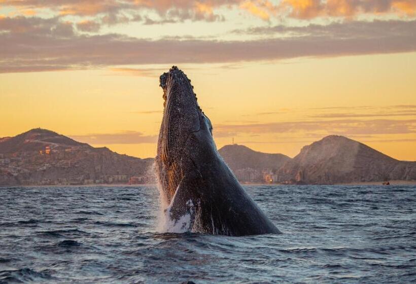 Marquis Los Cabos, An All   Inclusive, Adults   Only & No Timeshare Resort