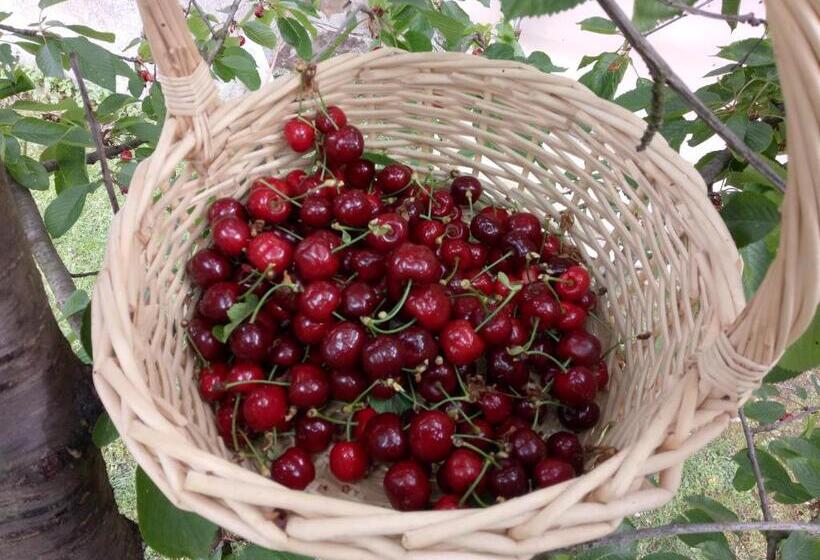 تختخواب و صبحانه Dvor Vipolže