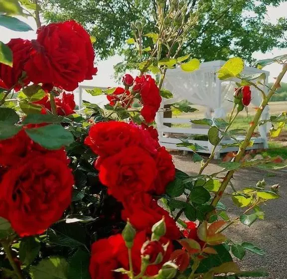 پانسیون Boemul Neptun